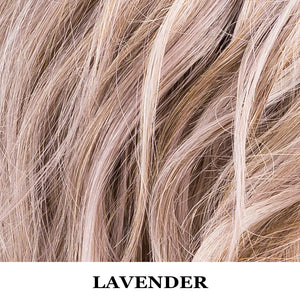 Lavanda Lavender rooted